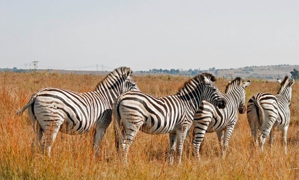 Great Indian Bustard Sanctuary